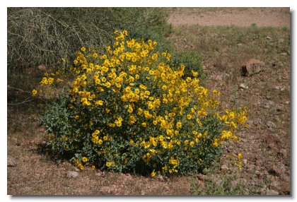 P (4)   Flowering Brittlebrush